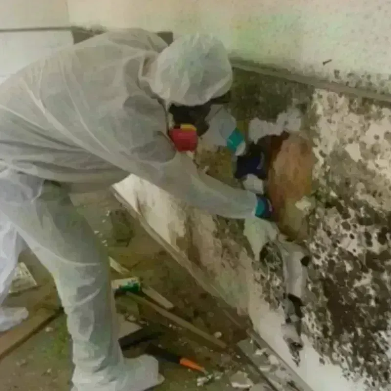 Mold Remediation and Removal in Randolph, MA